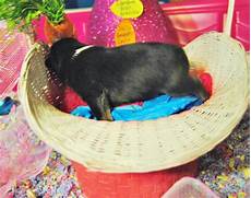 Kids Intelligence Toys