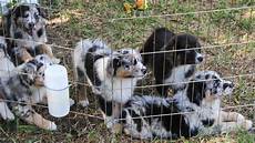 Kids Intelligence Toys