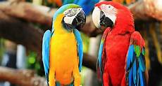 Parrot Toys
