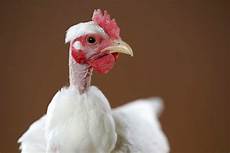 Turkey Barrier Baby Diapers