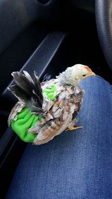 Turkey Diapers